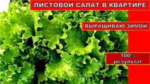 Как я выращиваю ЛИСТОВОЙ САЛАТ зимой! 2 СПОСОБА ПОСЕВА зелёного салата дома