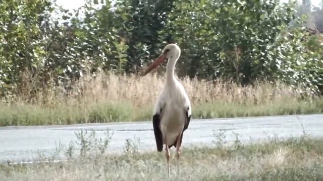 Очумевший аист!