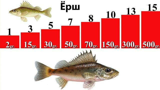 Сом. Окунь. Ёрш. Плотва. Угорь Weight and age of fish. Catfish. Perch. Ruffe. Roach. Eel. смотреть онлайн