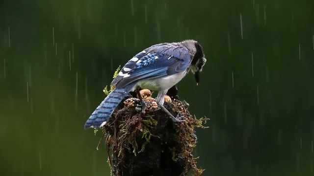 Blue Jay in rain. Голубая сойка в дождик. смотреть онлайн