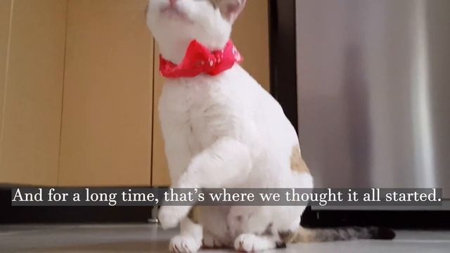 Cats Weren’t Domesticated In Egypt!- Interesting Facts - Amazing Facts - Due to the FACS смотреть онлайн