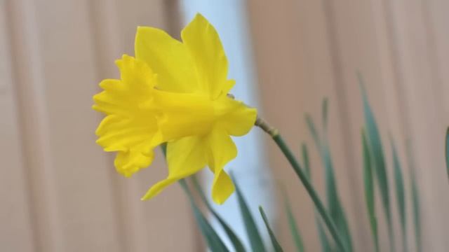 Nikon D5200 Nikon AF-S DX Nikkor 35mm F/1.8G