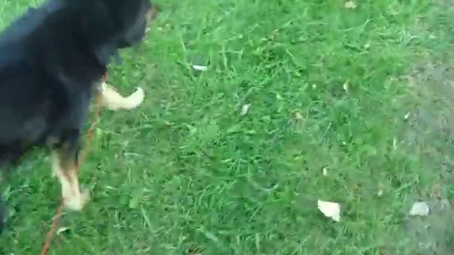 Tiger Pwning Me смотреть онлайн