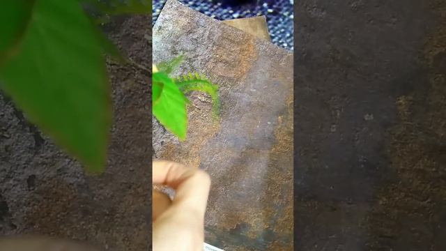 #мыло #мыловарение #мыловар собираю букет смотреть онлайн