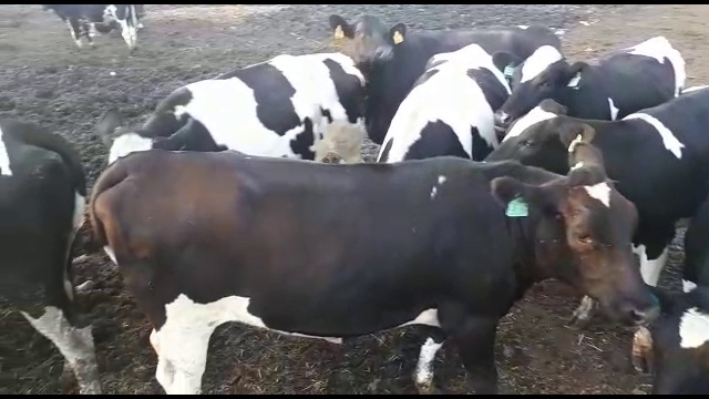 черно-пестрые нетели оптом живым весом смотреть онлайн