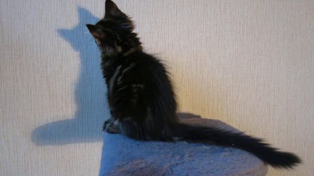мраморный котенок мейн кун 2,5 мес смотреть онлайн