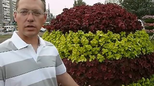 Топиарий. Как выглядит готовое топиари. смотреть онлайн
