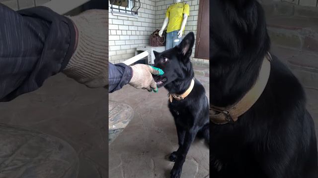 учимся любить палку для апортировки смотреть онлайн