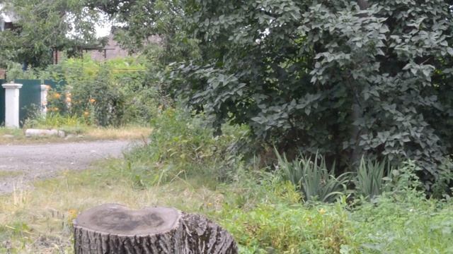 Бабочки танцуют в воздухе смотреть онлайн