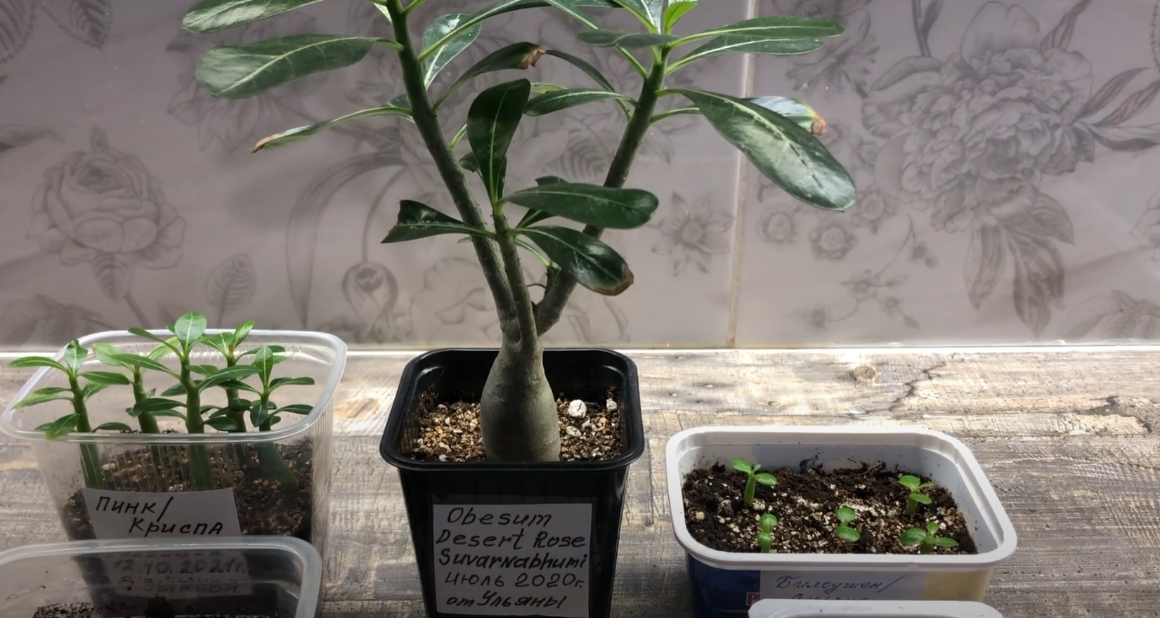Adenium Obesum Desert Rose SUVARNABHUMI. Мои адениумы (Adenium)?Обзор на сеянцы Адениума ? СадЕлен