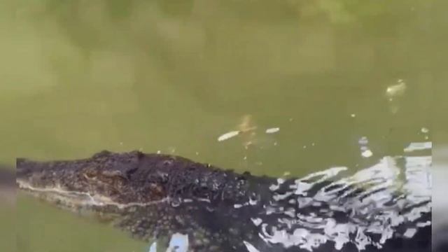 Казанский зоопарк "Река Замбези" смотреть онлайн