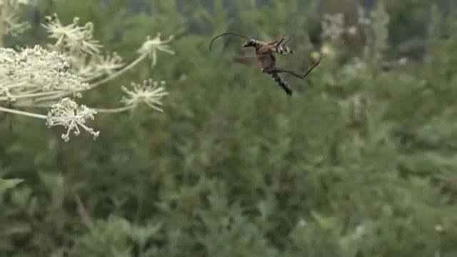 Leptura Ochraceofasciata In Flight 960fps By Sony RX10 Ⅱ