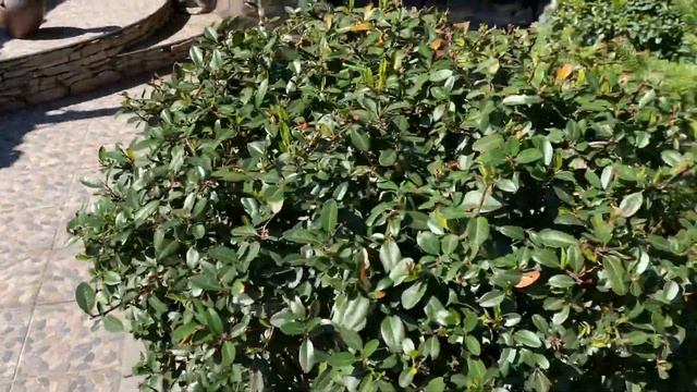 Пираканта до цветения - апрель 2022 смотреть онлайн