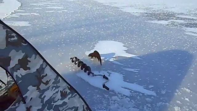 Норка ворует у меня рыбу)) смотреть онлайн