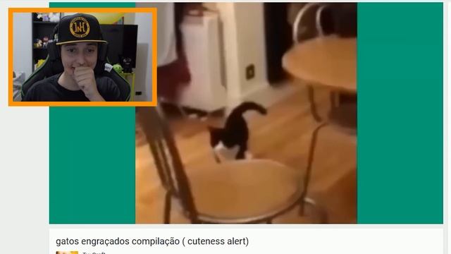 O GATO MAIS LINDO DO MUNDO - React / Reagindo смотреть онлайн