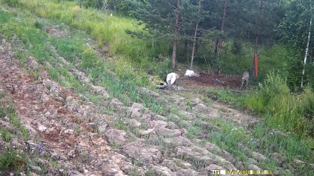 Кабан на кормушке | дневная съемка смотреть онлайн