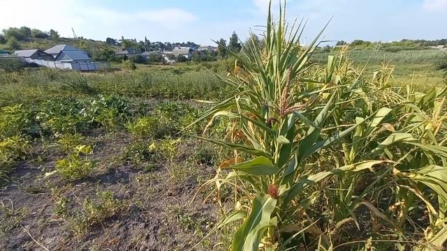Смотрим поспела ли кукуруза???? смотреть онлайн
