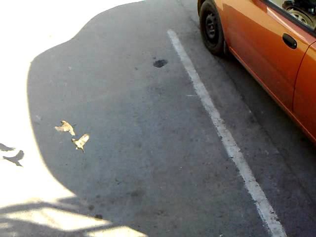 birds.mp4 смотреть онлайн