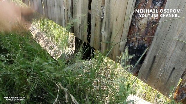 Красивый деревянный забор своими руками. Собакам вход ЗАПРЕЩЕН смотреть онлайн