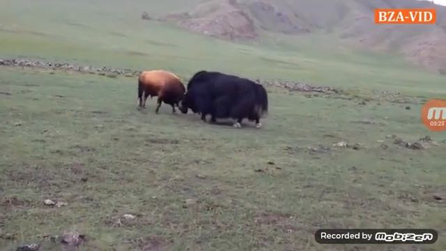 Бык против овцебыка смотреть онлайн