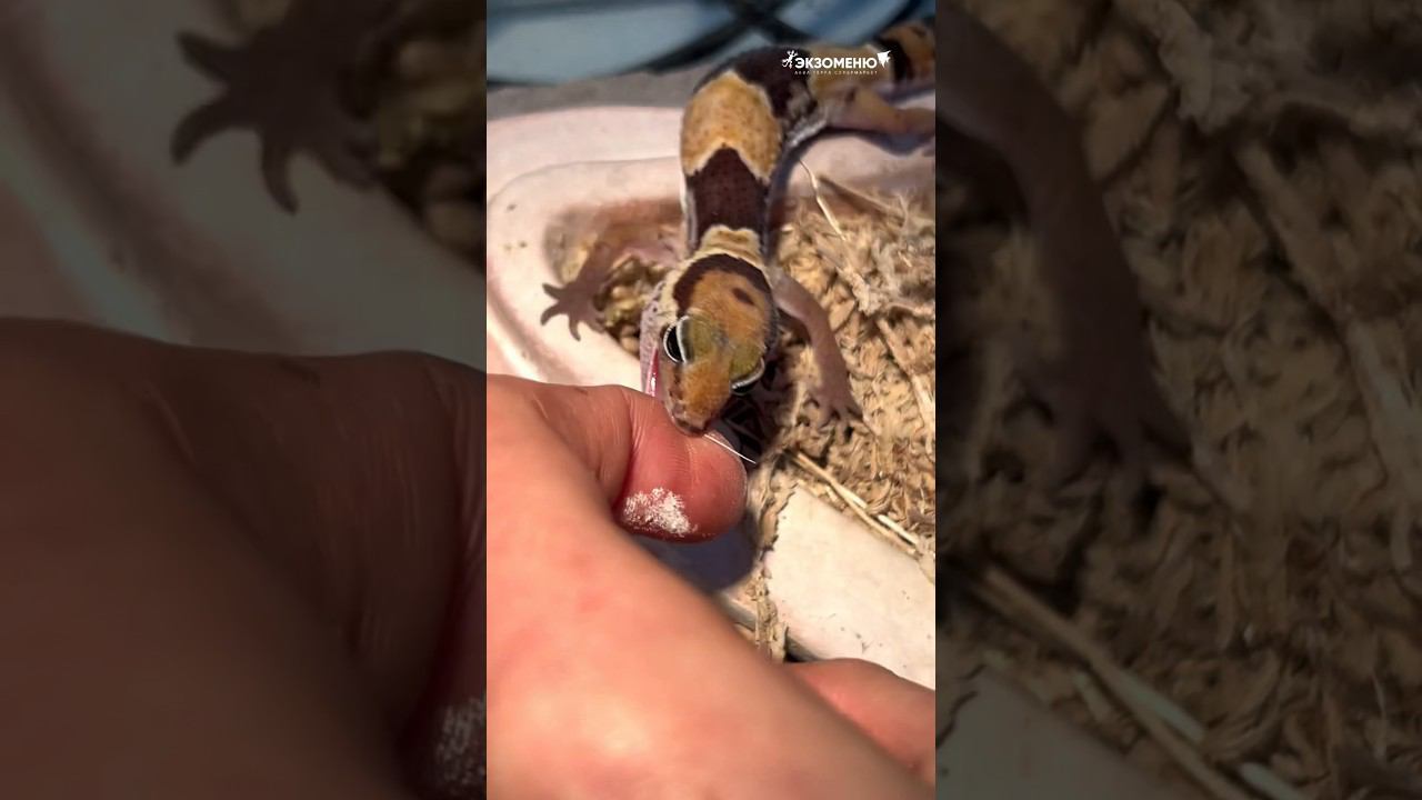 Гекконы на любой вкус и харррактер! #exomenu #гемитеконикс #рептилии #гекконы смотреть онлайн