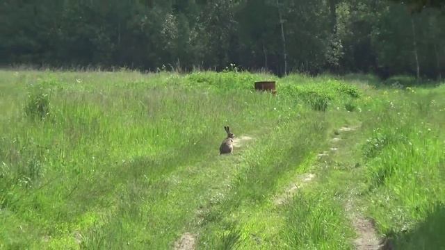 Вышел зайчик погулять. смотреть онлайн