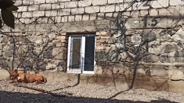 Американский питбультерьер Зарра / American Pit Bull Terrier ZARRA смотреть онлайн