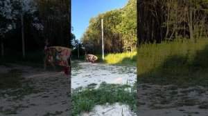 Тележка для сапборда