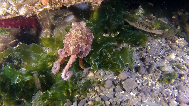 Спокойная успокаивающая музыка. Аквариумные и морские рыбки! Для души, сна и релаксации! смотреть онлайн