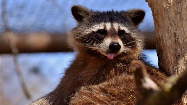 Еноты 🐭 голодные зверьки смешное видео смотреть онлайн