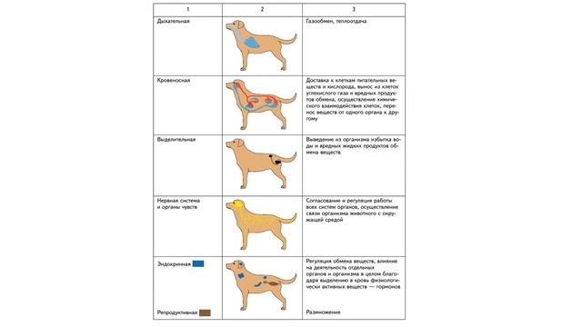 Биология 7 класс. Урок 8 смотреть онлайн