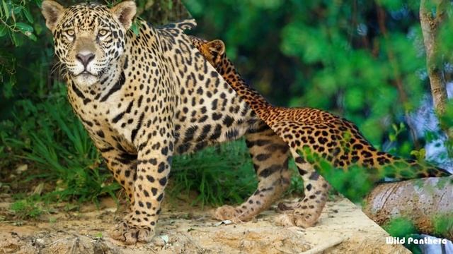 Differences Between Jaguar And Leopard - Leopard Vs Jaguar Differences смотреть онлайн