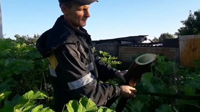 21 июня 2020 г. Как выглядит борщевик Сосновского смотреть онлайн