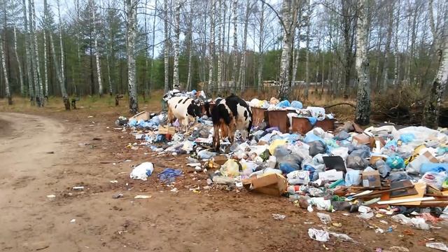 Откуда берется молоко в пакетах смотреть онлайн