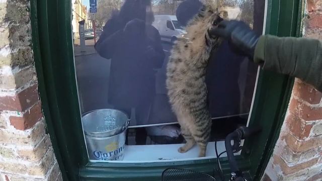 КАК ГЛАДИТЬ КОТА ЧЕРЕЗ СТЕКЛО смотреть онлайн