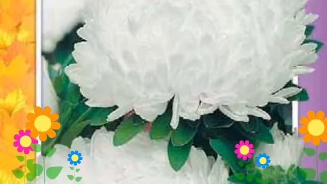 Астра пионовидная Пионовидная снежная красавица. Краткий обзор, описание характеристик смотреть онлайн