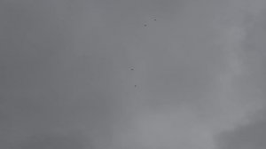 Армянские голуби разновидность Ленинаканские бойные