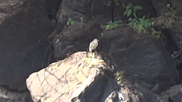 Водопад Кальса(Kalsa Waterfall),Гоа(Goa),Индия(India) смотреть онлайн