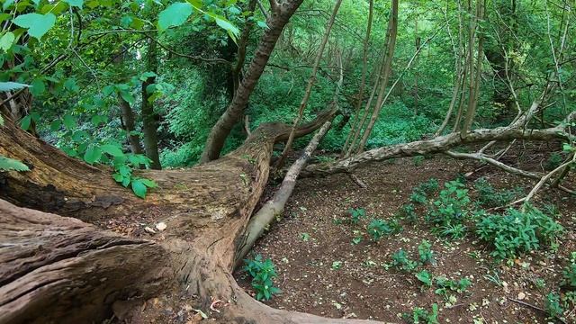 Звуки природы - опушка леса. Sounds of nature - forest edge смотреть онлайн