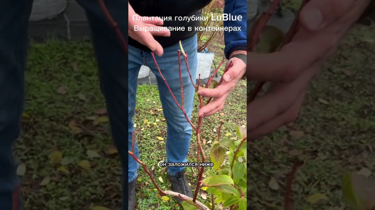 Полная версия интервью уже на канале #голубика #плантацияголубики смотреть онлайн