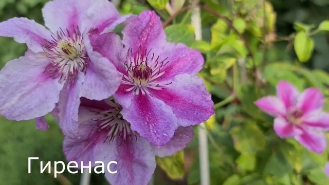 САМЫЕ КРАСИВЫЕ СОЧЕТАНИЯ с клематисом Пурпуреа Плена Элеганс смотреть онлайн