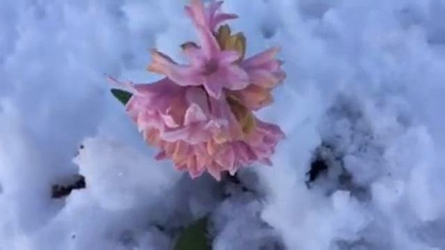 Pink Hyacinth in Snow! смотреть онлайн