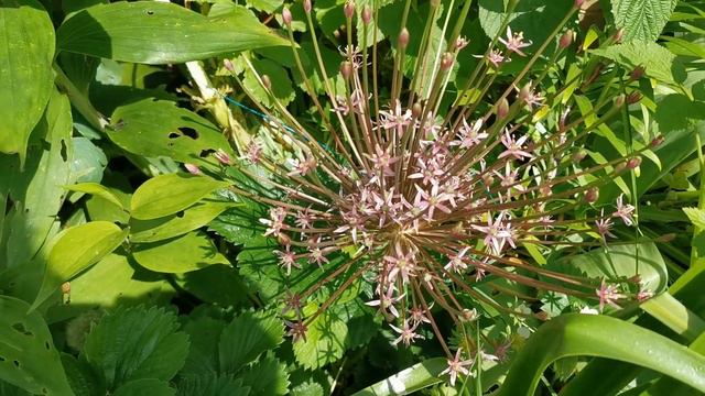 Best plants for insect pollinators: Allium schubertii, the tumbleweed onion, a firework of purple смотреть онлайн