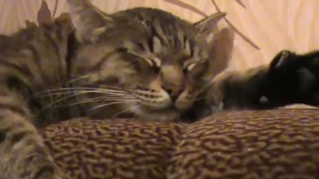 Кот разговаривает.mp4 смотреть онлайн