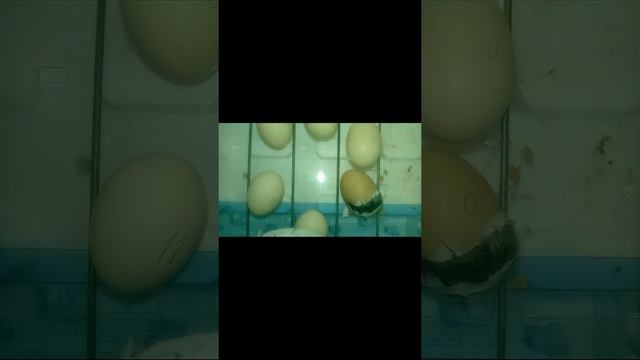 инкубация. вылупление цыпленка. смотреть онлайн