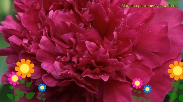 Пион молочноцветковый Ирвин Олтман. Краткий обзор, описание paeonia lactiflora Irwin Altman