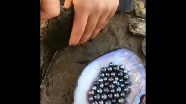 Real Pearls from Oyster | Taking out Pearls from Sea Shells | Opening Oyster Pearls смотреть онлайн