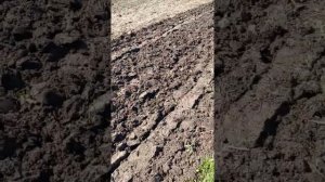 испытание дисковой бороны для мотоблока.