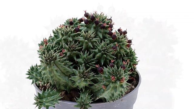 Euphorbia susannae смотреть онлайн