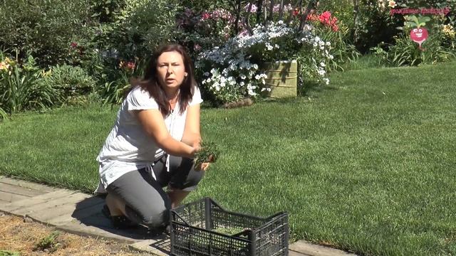 Секреты выращивания земляники #urozhainye_gryadki смотреть онлайн